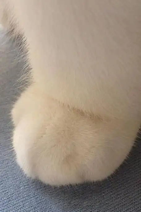 可爱猫爪简直萌手机壁纸,高清图片,手机锁屏桌面-壁纸族