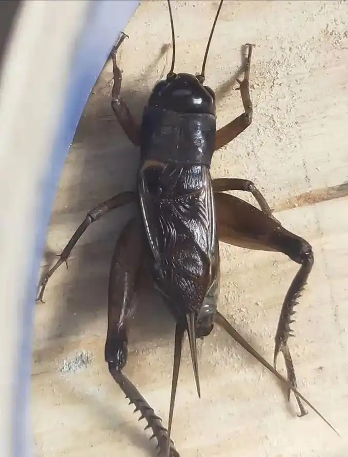 蛐蛐蟋蟀鸣虫 各大虫王,元帅,将军今年速速归位.奥利给.妈 - 抖音