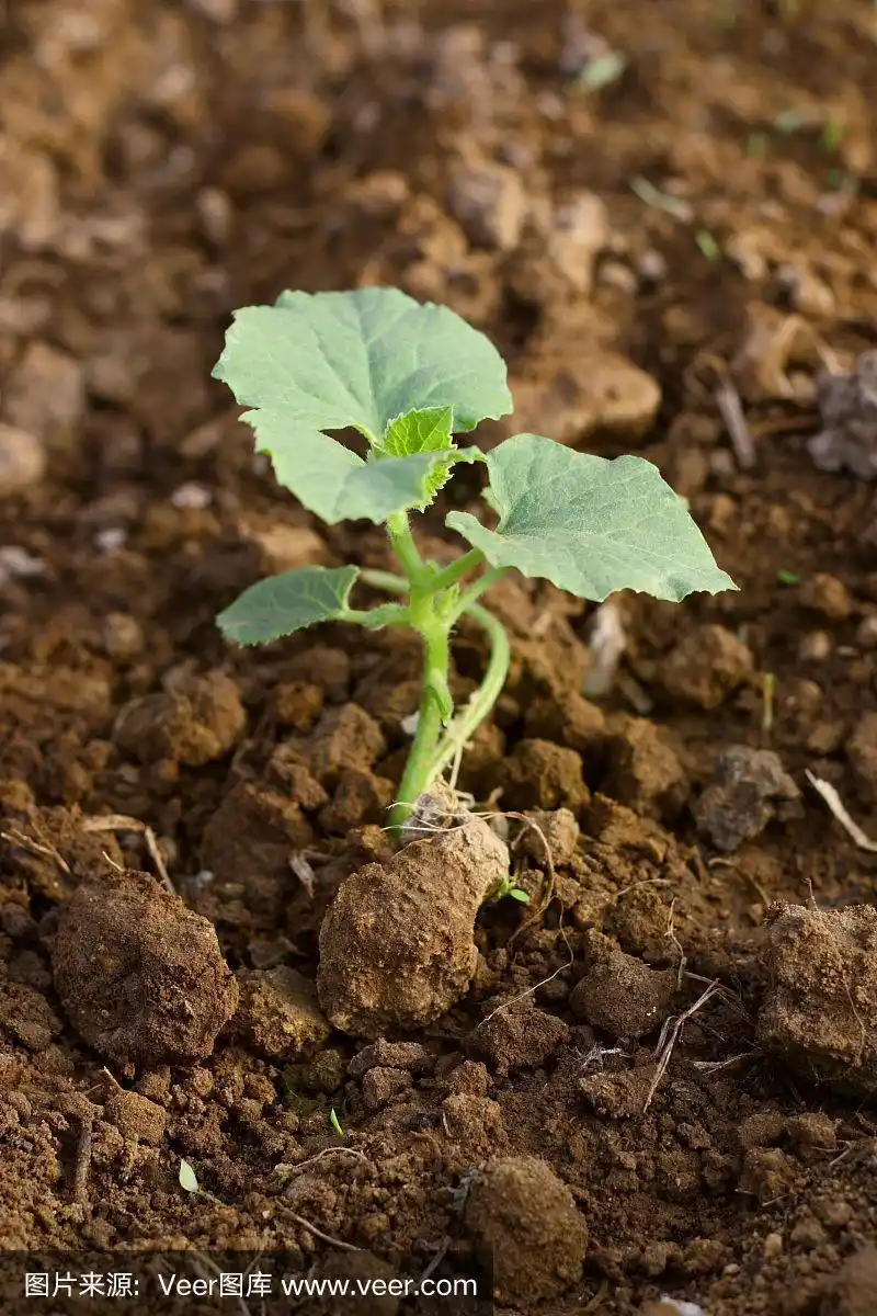 甜瓜幼苗