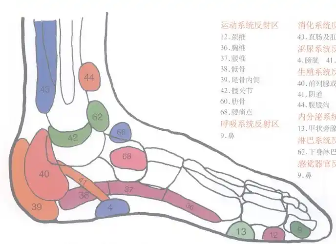 脚反射区图〈二〉之脚内外侧《转载》