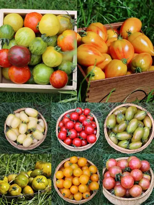 盘点我曾经种过的部分番茄品种