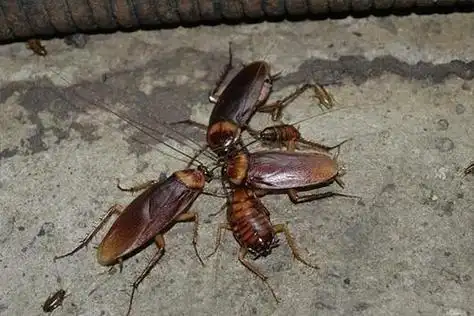 小强蟑螂图片大全大图