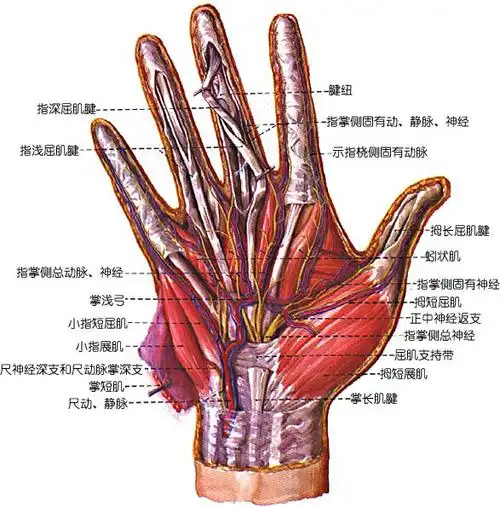 人体手肌解剖示意图-人体解剖图