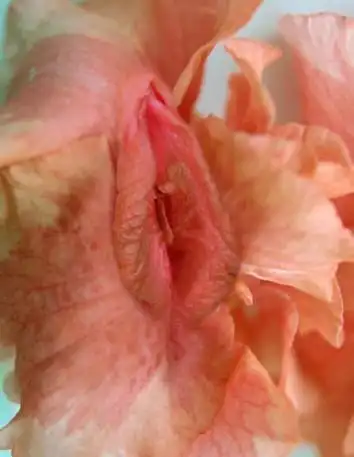 下面用阴道真实生理图,阴道真实解剖图,阴道漫画图,女人最真实的阴道