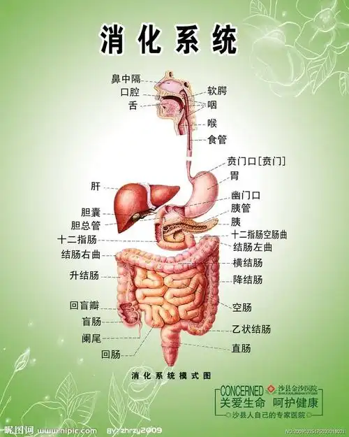 小朋友们?你知道消化系统是做什么的吗?