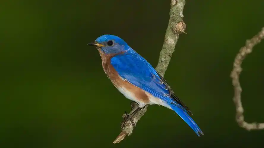 蓝色羽毛鸟高清电脑桌面壁纸