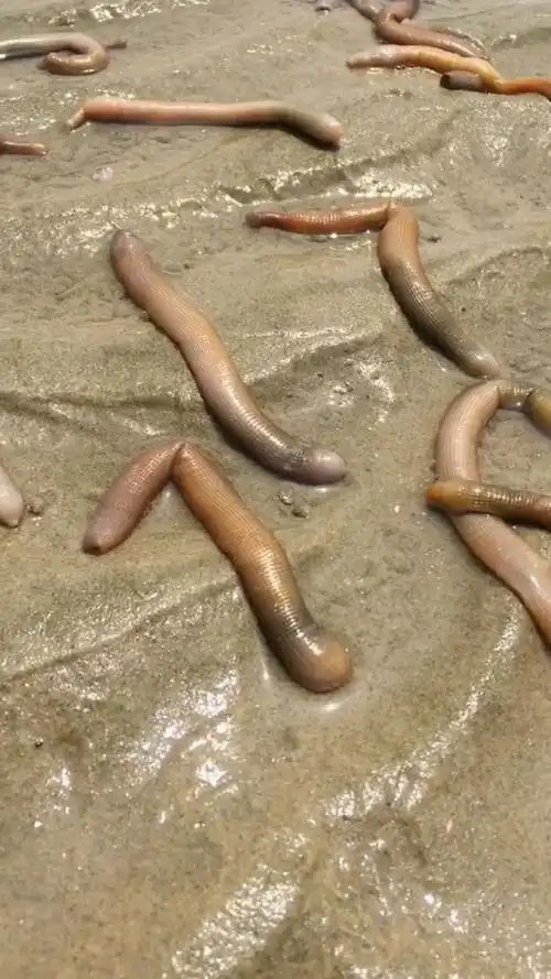 沙滩上看到了很多的这个沙虫子,营养价值特别的高