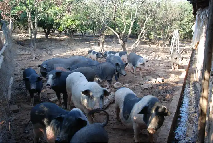 绿色无污染放养黑猪散态猪