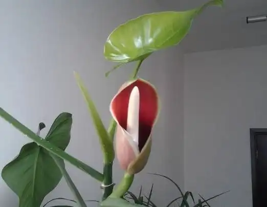 绿萝会开花吗绿萝开花预示着什么花卉大全