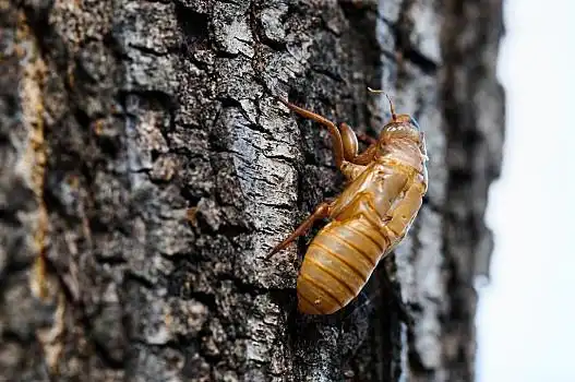 知了,外骨骼,左边,树
