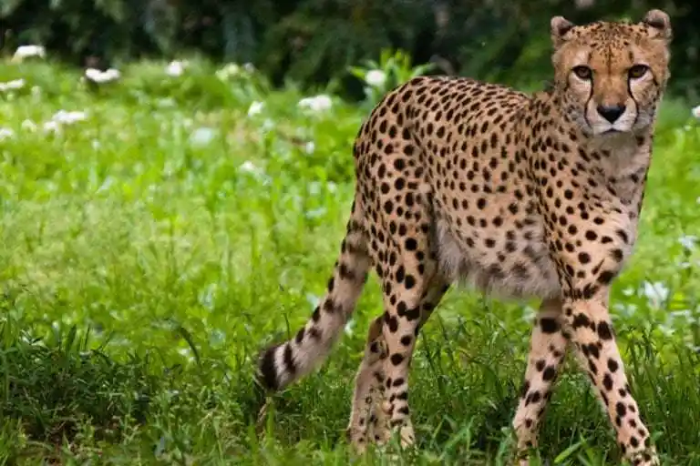 cheetah facts - about cheetahs - what do cheetahs eat? where do