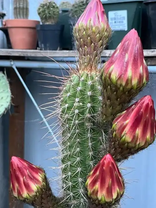 仙人球开花   毛花柱曙光 巨大的花骨朵