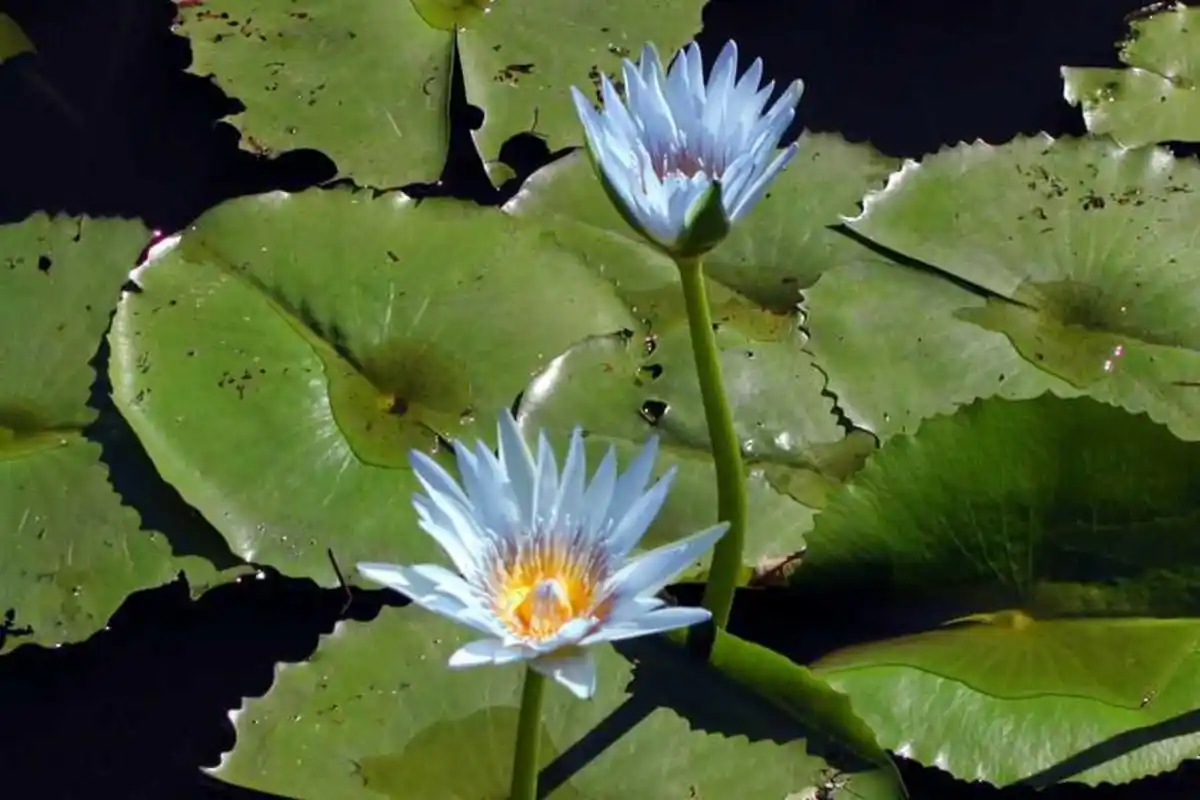 它的名字叫做万维莎,这株睡莲有着多种颜色,每个花朵都可能拥有两种