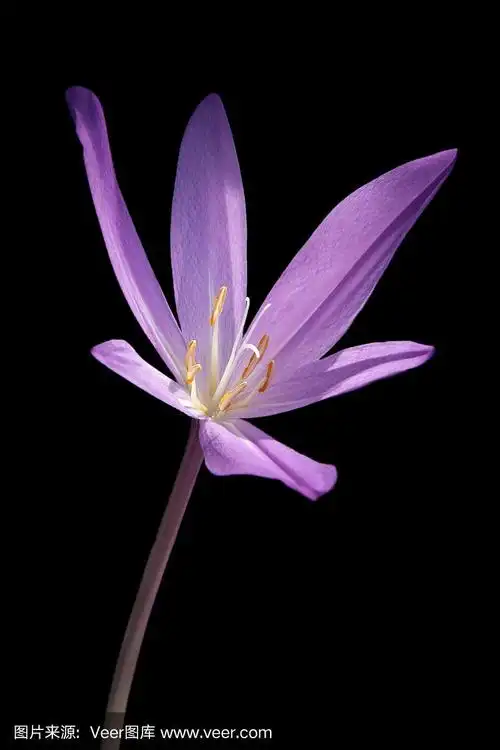 番红花在黑色上