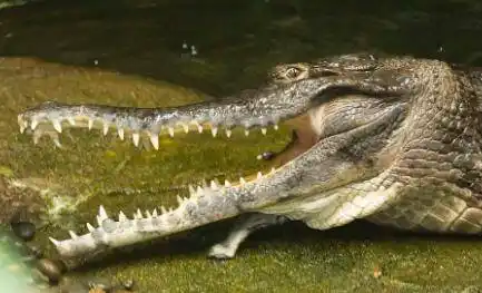 世界上最大的鳄鱼:top10