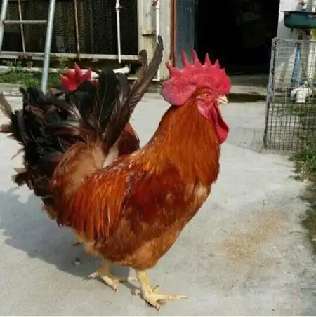 [供]大种新黄花公鸡苗