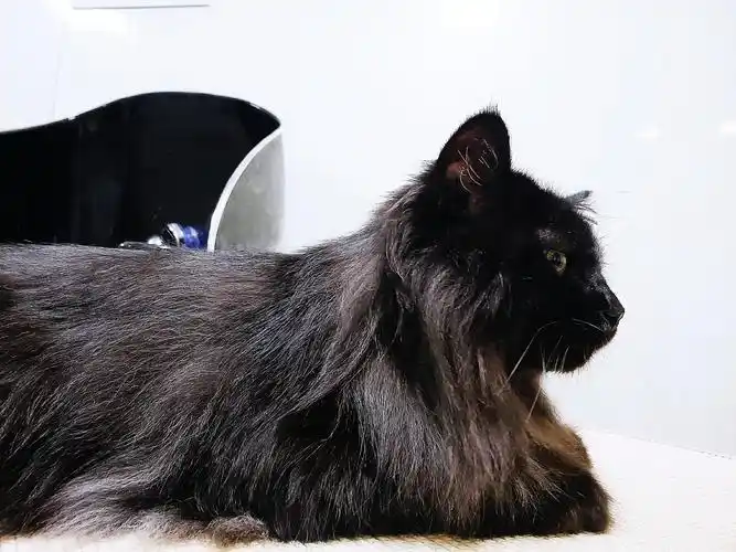 一直搞不懂它是个什么品种,应该是只黑色的山东狮子猫,之前剃了背毛