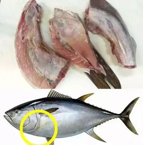 【金枪鱼】金枪鱼哪个部位最值钱?