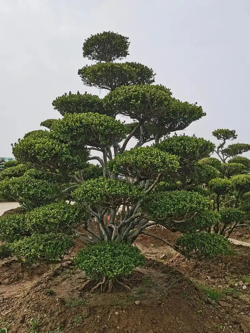 盆栽绿植 黄杨景观树,造型优美别墅庭院最佳种植.家有黄杨富 - 抖音