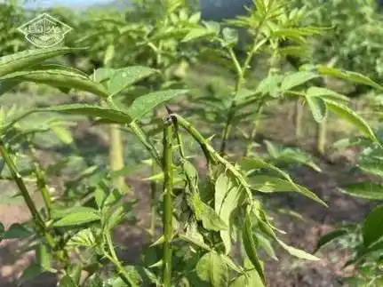 青花椒下桩后如何让枝条多又长!_国光_伤口_保护