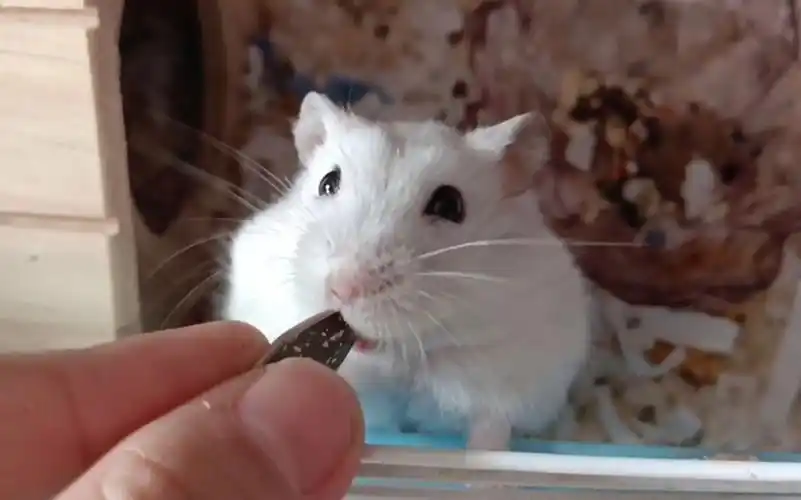 【盼盼】小仓鼠吃瓜子速度挑战~平均每四秒一颗