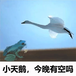 萌宠 小天鹅癞蛤蟆 今晚有空吗 邀请 搞怪 逗