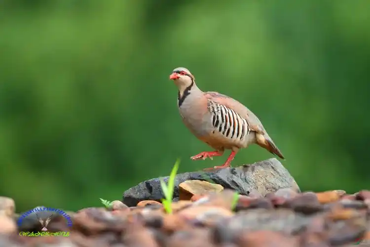 近距离拍石鸡很过瘾