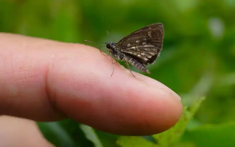 从早期胶片到当今数码累计十多万张底片,拍摄收集贵州境内蝴蝶种类近