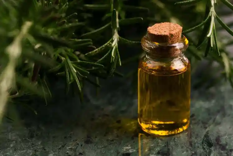 茶树精油收割季,带你走进澳洲茶树庄园