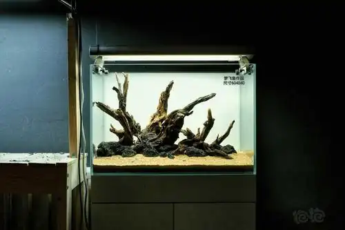 沉木草缸造景作品