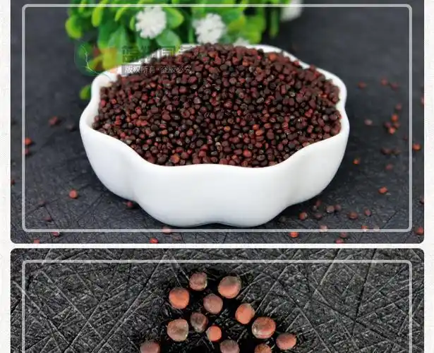 直供羽衣甘蓝种子盆栽食用结球甘蓝卷心菜冬季叶牡丹种植花卉种子