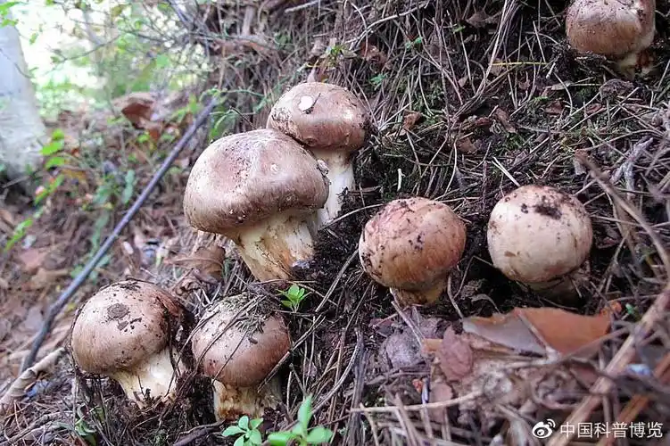 一文带你看世界各地的"松茸"