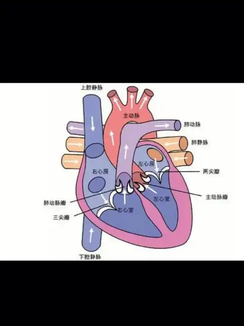 把心脏隔为上下两部分,从而形成心脏的四个腔室