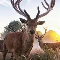 适合林深时见鹿的头像