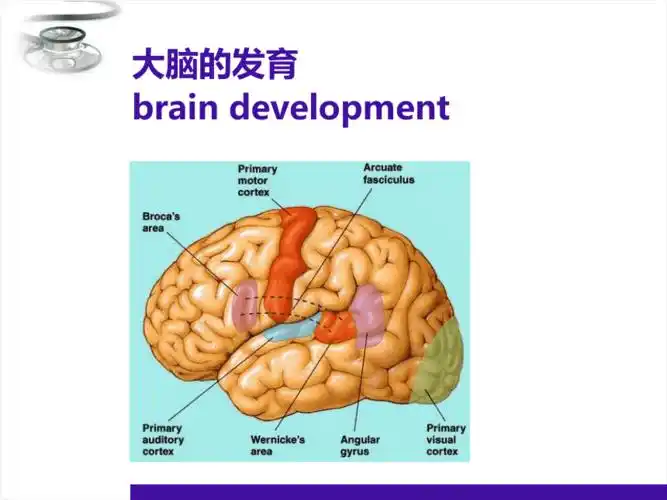 儿科儿童神经心理发育pptppt