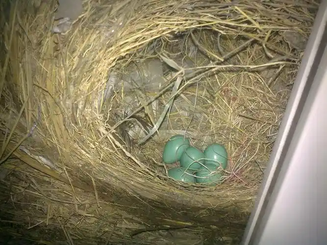 这是什么鸟蛋啊,怎么孵化啊,很急.离开母鸟已经14天了