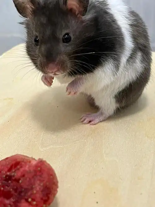 板02白送仅限自提浦口区,也可同城闪送是我最喜欢的一只奶牛弟弟