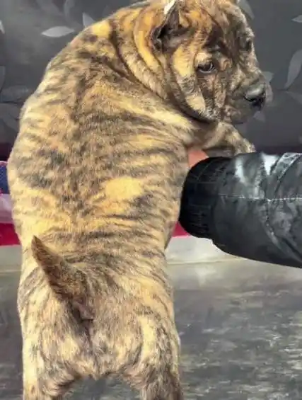 中华田园犬 狗狗 虎斑犬 广西土猎犬 这尾巴像避雷针一样-度小视