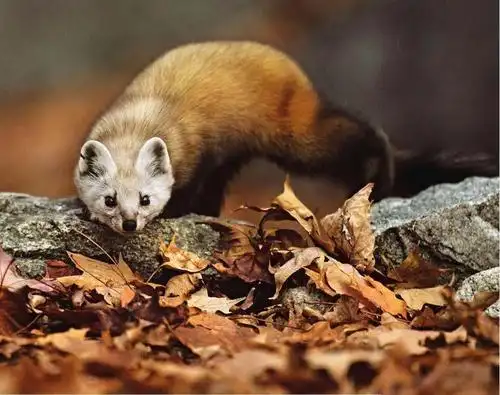 是一种"来无影,去无踪"的动物——它们的代谢率之快注定了它们的生活