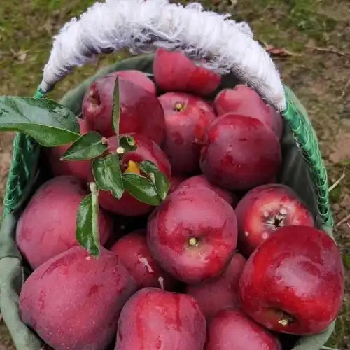 花牛苹果新鲜应季婴儿国产红蛇果宝宝老人刮泥粉面3/5/10斤 5斤中果