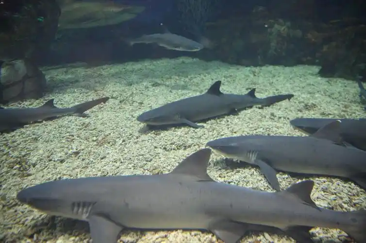 上海海昌海洋公园首只白鳍鲨宝宝出生