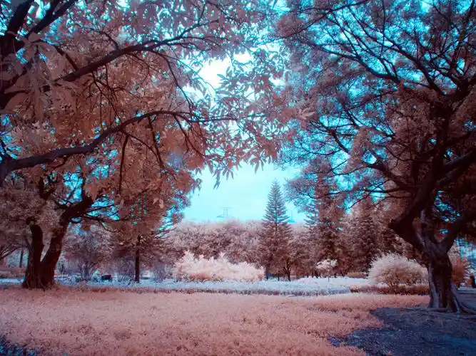 佳能g11改机红外线摄影