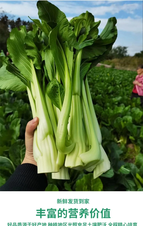 【10斤省内包邮】连州菜心~脆嫩无渣.