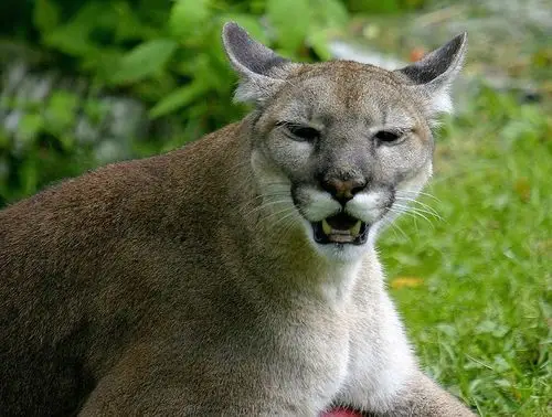 extremely rare encounter with florida panther terrifies woman