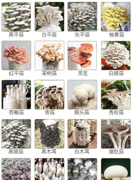 其它 知行合壹菌菇生长记 写美篇  菌菇,大部分小朋友都很喜欢吃呢.