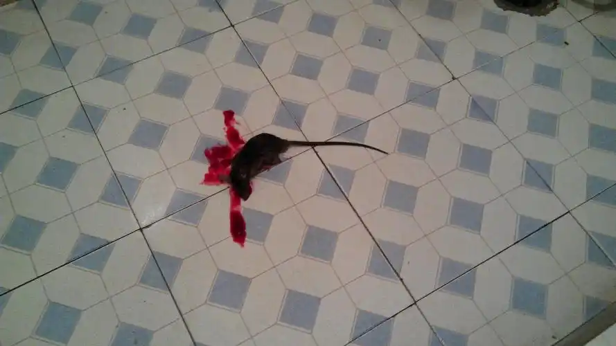 刚才太卫生间里,我无意杀死了一只小老鼠! (它实在是太可恶了!)但