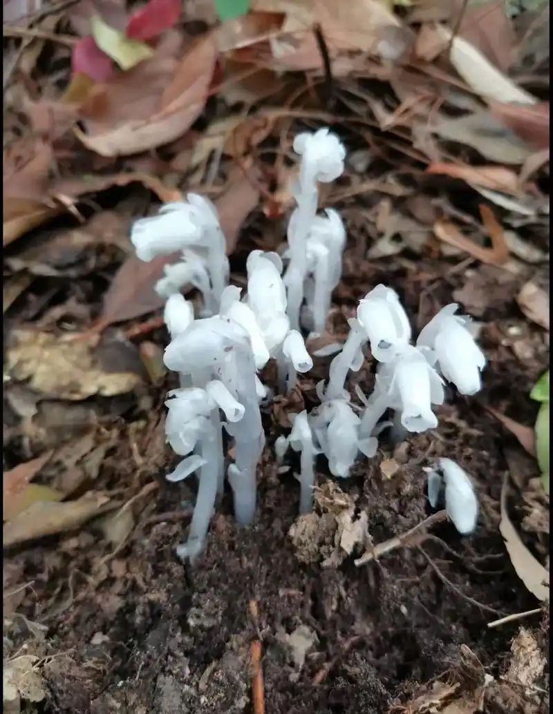 去山上寻春笋,遇见长的牛头马面的冥界之花,水晶兰.传说是孟婆 - 抖音