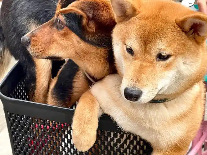 青梅竹马的两条狗