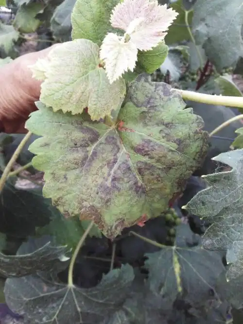 我家的葡萄,是冷棚的藤稔,从去年葡萄快要成熟时开始染病,采果后就