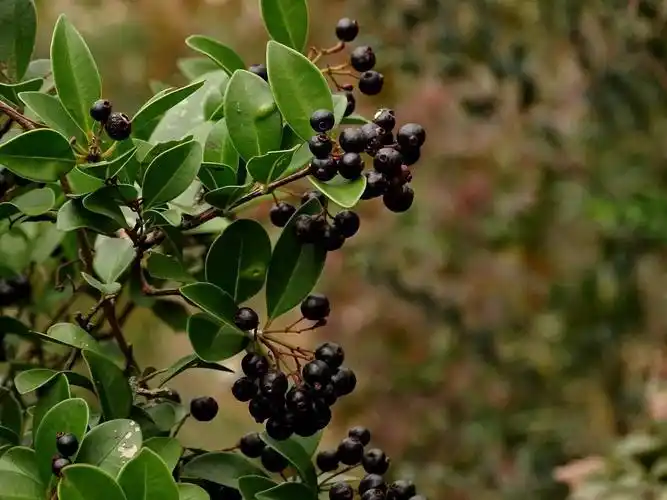 赤楠的果实可食,亦可用来酿酒